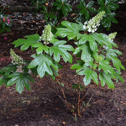 Hydrangea, Alice Oakleaf Hydrangea