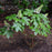 Hydrangea, Alice Oakleaf Hydrangea