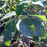Dogwood, Cloud Nine Dogwood