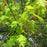 Oak, Scarlet Oak