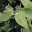 Viburnum, Allegheny Viburnum