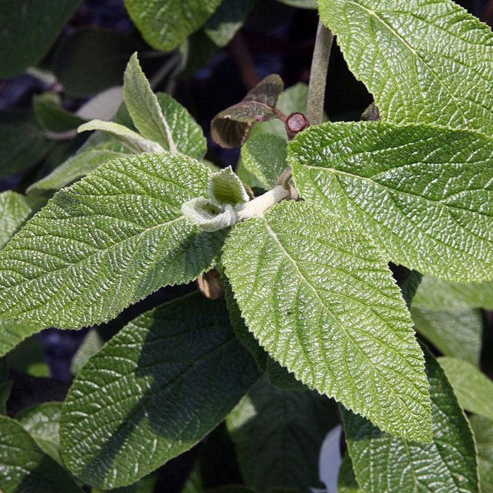 Viburnum, Allegheny Viburnum