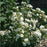 Rose, PW® Color Choice® Oso Easy Ice Bay® Rose
