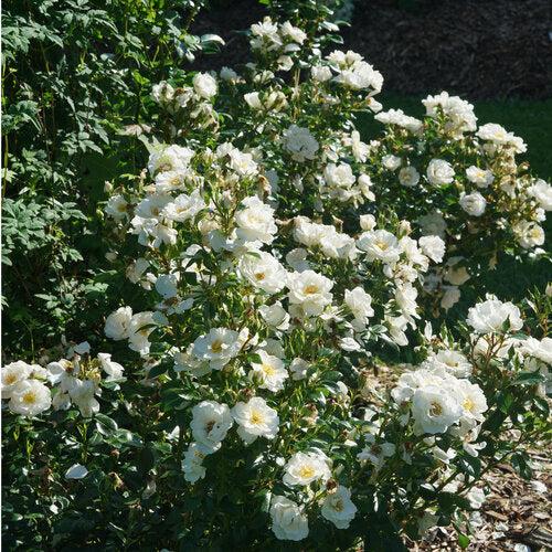 Rose, PW® Color Choice® Oso Easy Ice Bay® Rose