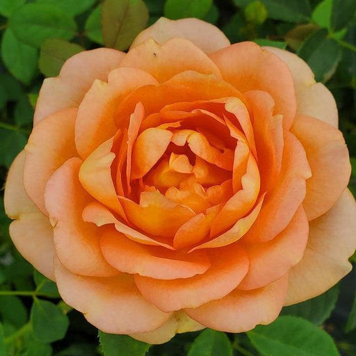 Rosa 'Ausnyson'  - Lady of Shalott Rose