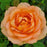 Rosa 'Ausnyson'  - Lady of Shalott Rose