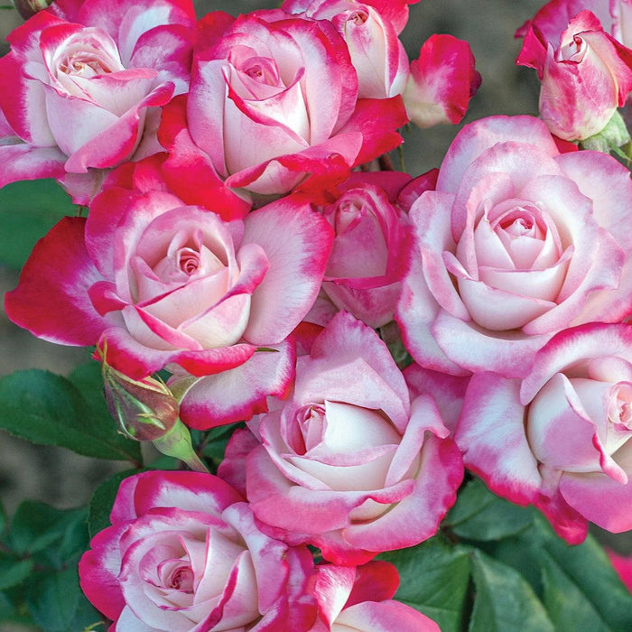Rose, Candy Cane Cocktail Reblooming Floribunda Rose
