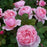 Rose, Brother Cadfael® Rose