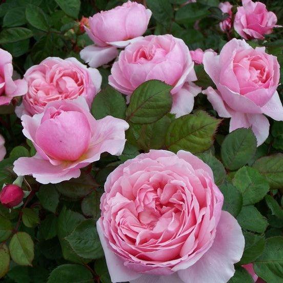 Rose, Brother Cadfael® Rose