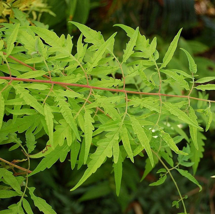 Rhus typhina 'Bailtiger'  - First Editions® Tiger Eyes Staghorn Sumac