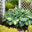 Hosta, PW® Shadowland® Hudson Bay Hosta