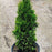 Arborvitae, North Pole Arborvitae