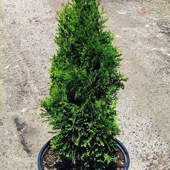 Arborvitae, North Pole Arborvitae
