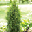 Arborvitae, Spring Grove® Arborvitae