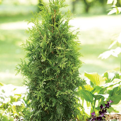 Arborvitae, Spring Grove® Arborvitae