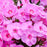 Phlox, Luminary® Prismatic Pink Phlox