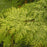 False Cypress, Golden Hinoki False Cypress