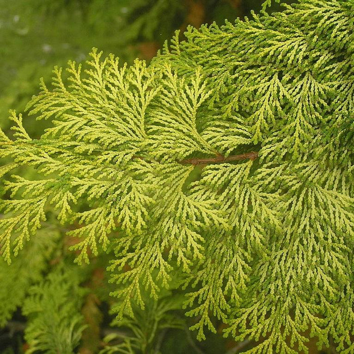 False Cypress, Golden Hinoki False Cypress