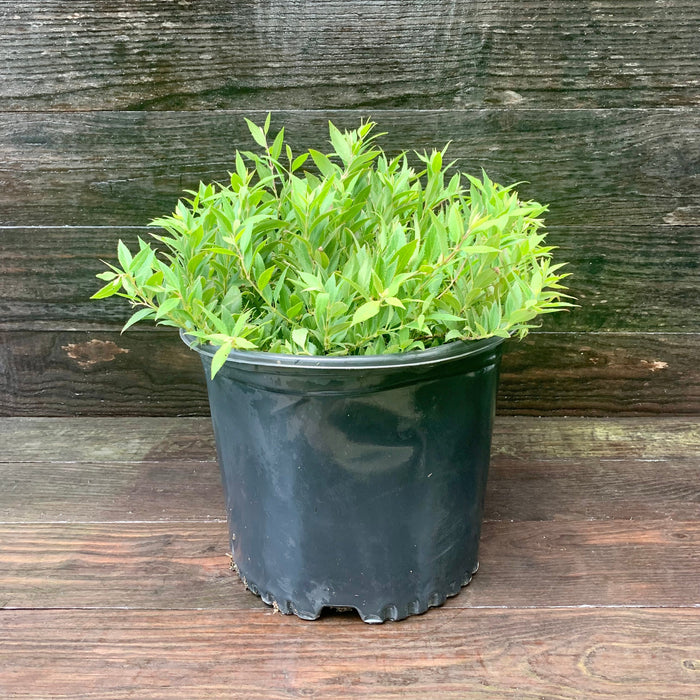 Deutzia, Dwarf Nikko Deutzia