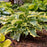 Hosta, PW® Shadowland® Voices in the Wind Hosta