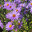 Aster, Aromatic Aster