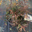 Leucothoe, Leafscape Burning Love Leucothoe