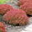 Sedum 'Pride And Joy'  - Rock 'N Grow® Pride And Joy Stonecrop