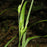 Sedge, Creek Sedge