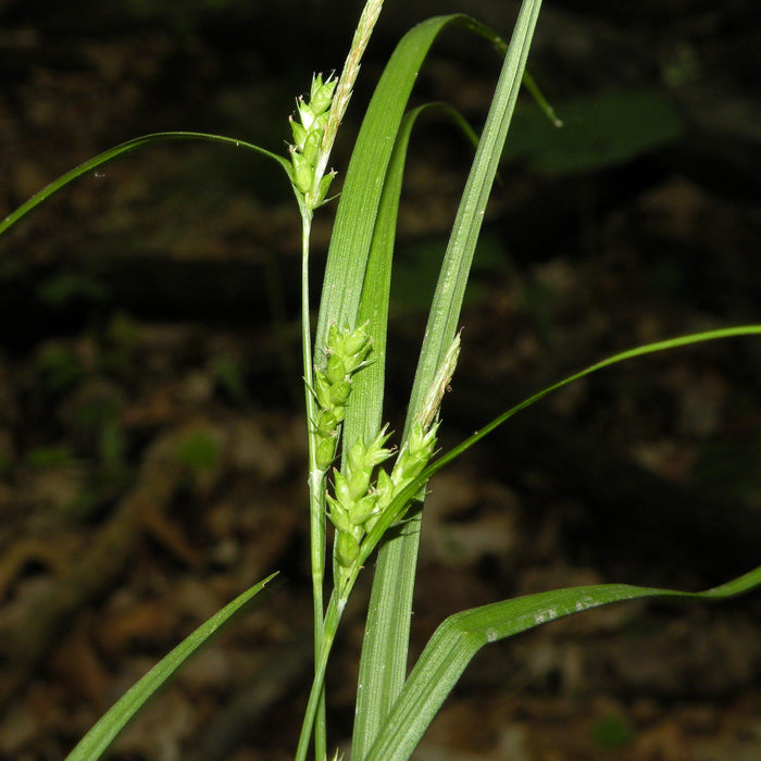 Sedge, Creek Sedge