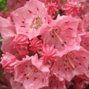 Mountain Laurel, Pink Charm Mountain Laurel