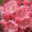 Mountain Laurel, Pink Charm Mountain Laurel