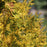 Cypress, Vintage Gold Threadbranch Cypress