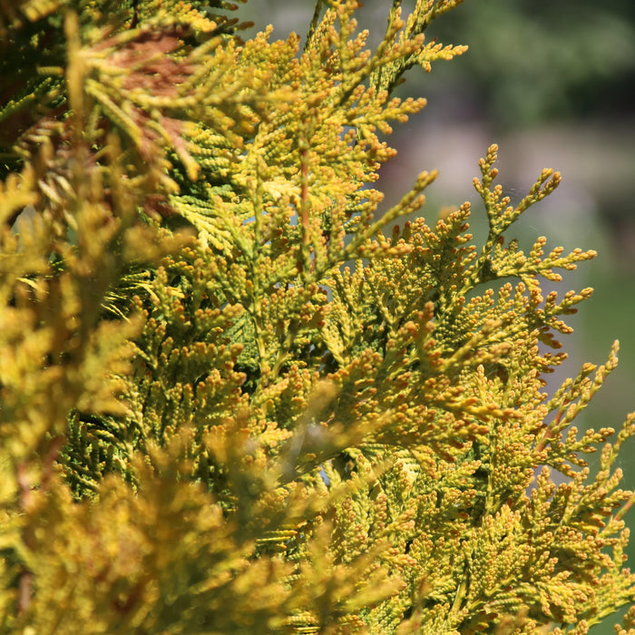 Cypress, Vintage Gold Threadbranch Cypress