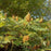 Sumac, Smooth Sumac