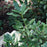 Rhododendron, Nova Zembla Rhododendron