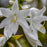 Hosta, Royal Crest Hosta