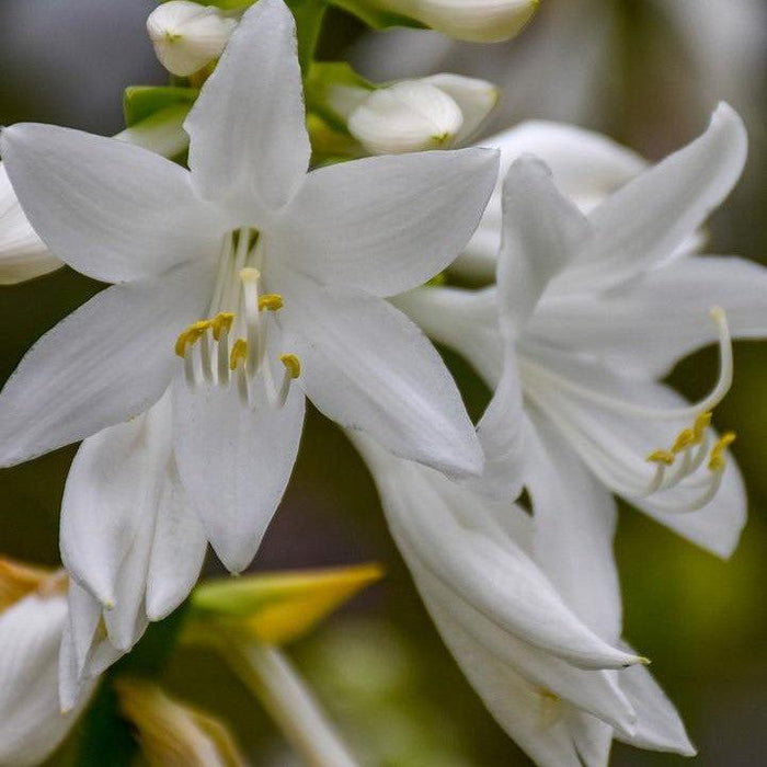 Hosta, Royal Crest Hosta