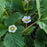 Strawberry, Alexandra Alpine Strawberry