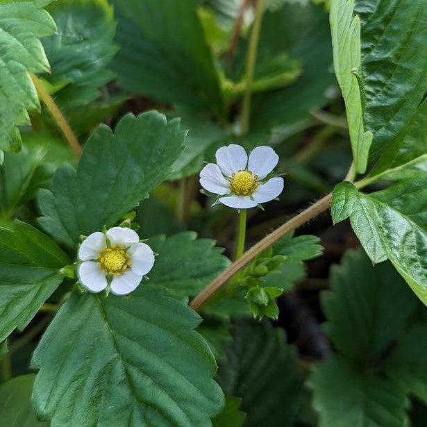 Strawberry, Alexandra Alpine Strawberry