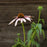 Coneflower, PowWow® Wild Berry Echinacea