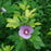 Hibiscus, PW® Paraplu Adorned® Rose of Sharon
