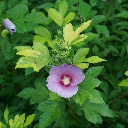 Hibiscus, PW® Paraplu Adorned® Rose of Sharon