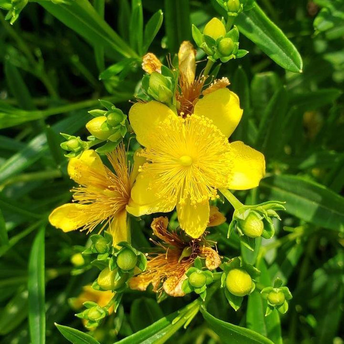 St. John's Wort, Gemo St. John's Wort