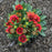 Blanket Flower, Spintop™ Orange Halo Blanket Flower