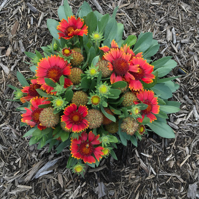 Blanket Flower, Spintop™ Orange Halo Blanket Flower