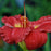 Daylily, Red Hot Returns Daylily