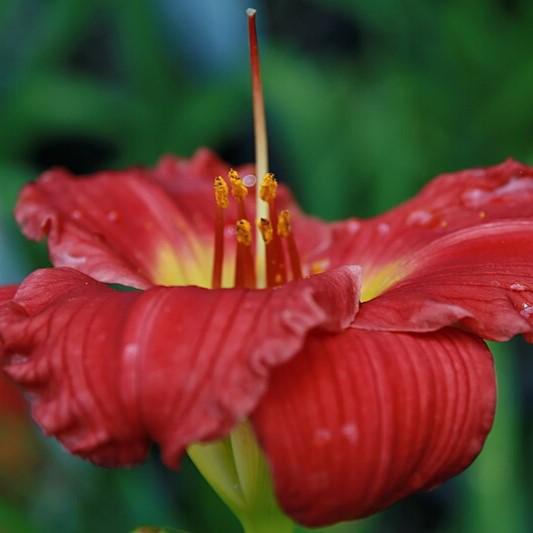 Daylily, Red Hot Returns Daylily