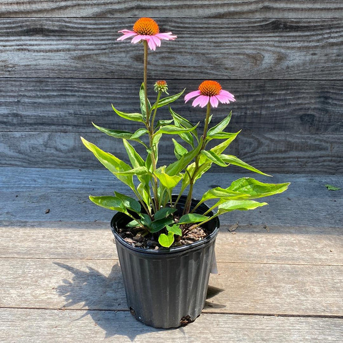 Coneflower, Magnus Echinacea, Coneflower