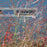 Grass, Red Flame Switch Grass