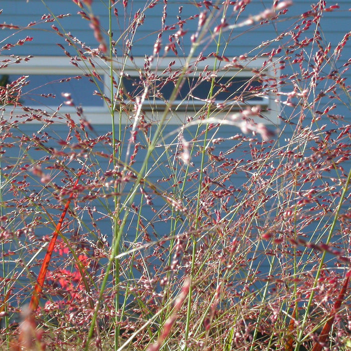 Grass, Red Flame Switch Grass
